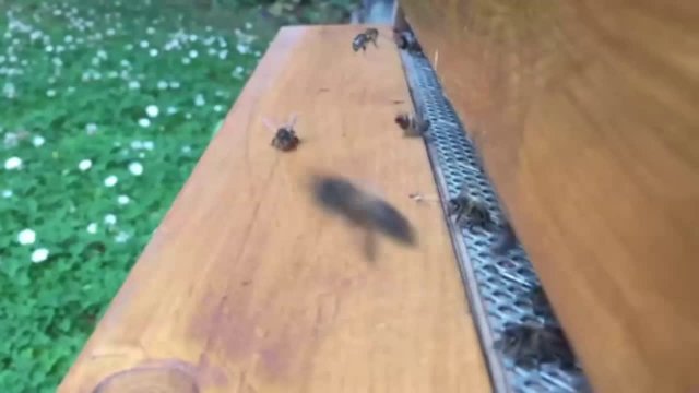 Bees Floating in Slow Motion