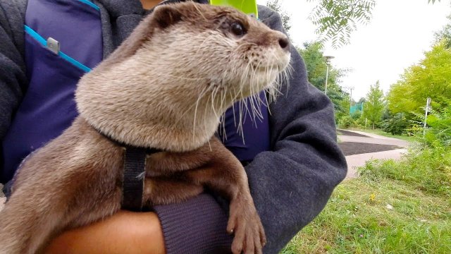 Otter's reaction to seeing a cow for the first time is too cute