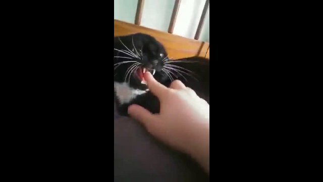 Angry kitty