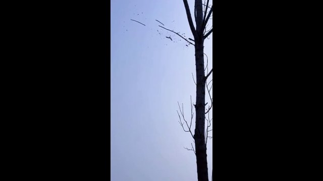 Shooting from a slingshot into branches and an interesting sound of hitting a branch