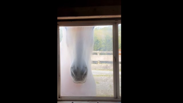 Horse knows when it's breakfast time