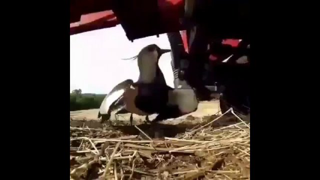 Mother’s love this bird don't move and Stop to safe there Nest [VIDEO]