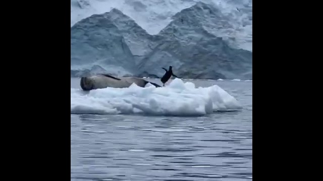 The exact moment the penguin realised… [VIDEO]