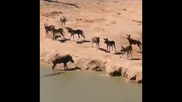 Amazing wildlife video shows crocodile taking down a warthog