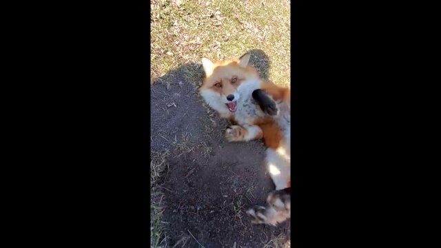Dixiedo fox runs away with phone. Tries to bury it.