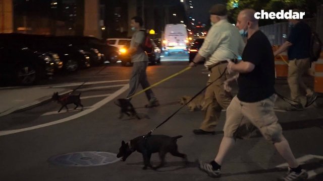 New York has a huge rat problem. These vigilantes with dogs think they can fix it