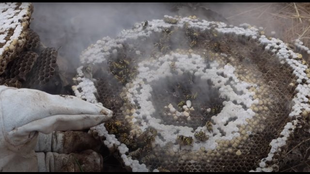 Liquid nitrogen is incredible at destroying dangerous yellow jacket hornet nests