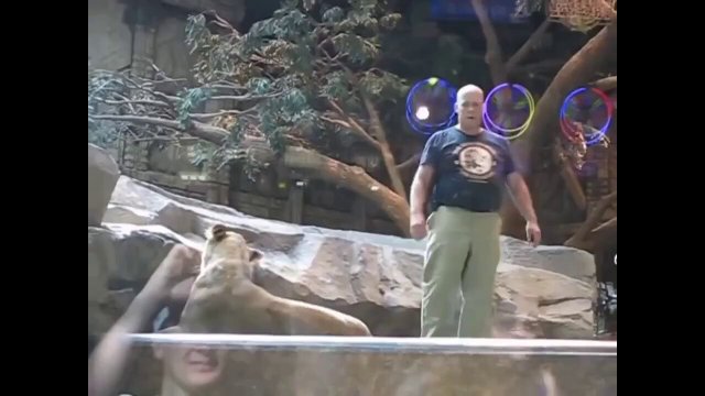 Lioness breaks up Lion's fight with an inexperienced Zookeeper [VIDEO]