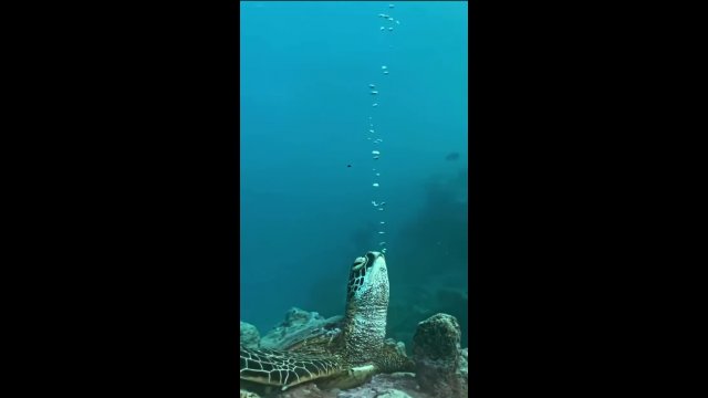 How a sea turtle sleeps underwater