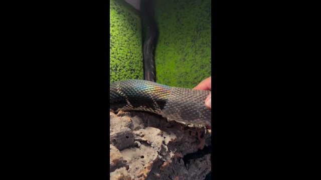 Watch as one of the rarest snakes in the world, Boelen’s python, shedding his skin [VIDEO]