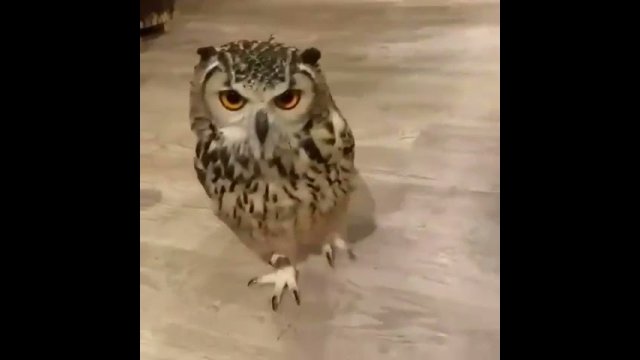 Have you ever seen an owl running?