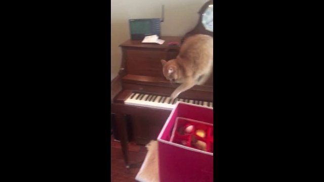 Beethoven of cat world [VIDEO]
