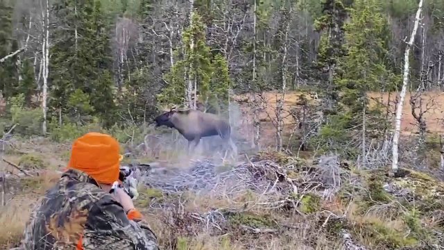 The hunter had really close contact with the moose