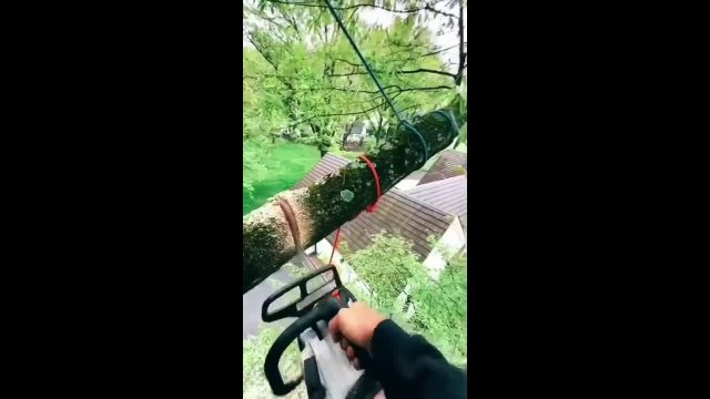 The perfect way to cut branches