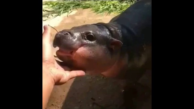 Most vicious baby hippo attack caught on camera [VIDEO]