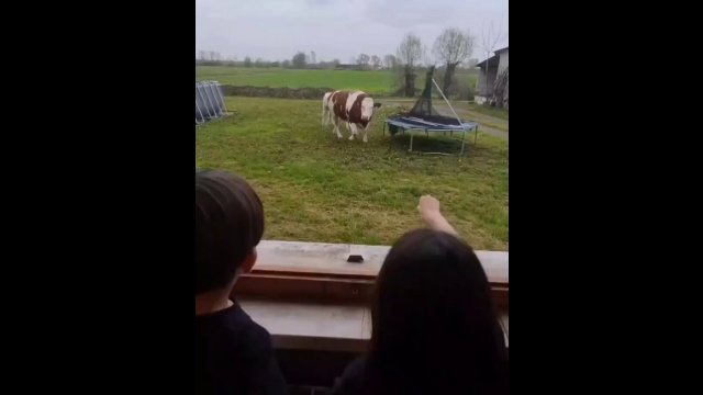 Cow's happiness when it sees its favorite treat [VIDEO]