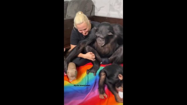 Watch this Chimp’s reaction to seeing a puppy for the first time [VIDEO]