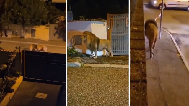 Escaped circus lion near Rome caught after hours on the loose [VIDEO]