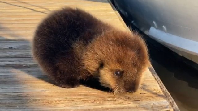Baby Otter Rolls Down Wooden Dock to Its Mother [VIDEO]