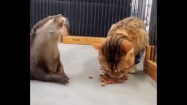Otter Steals Food From Cat
