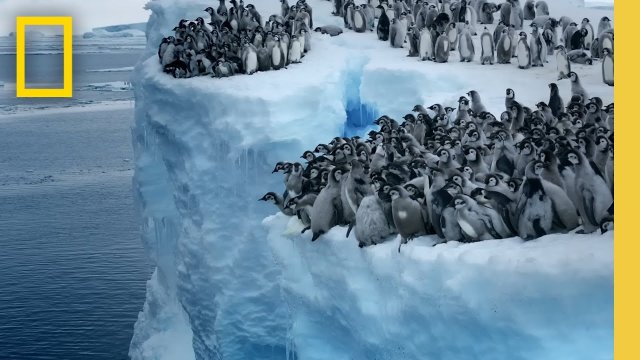 Emperor penguin chicks jump off a 50-foot cliff in Antarctica NEVER-BEFORE-FILMED FOR TV [VIDEO]