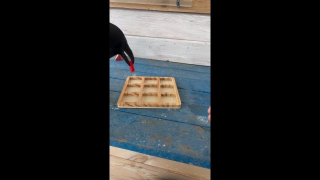 Ravens are such smart bird! [VIDEO]
