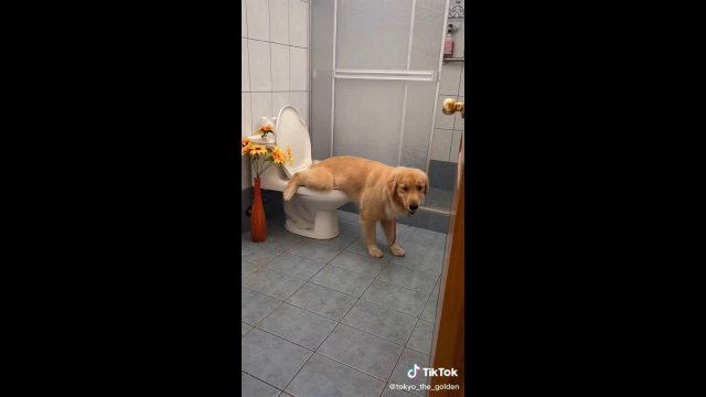 Golden Retriever Uses Toilet Like a Human When She Can’t Go On Walks