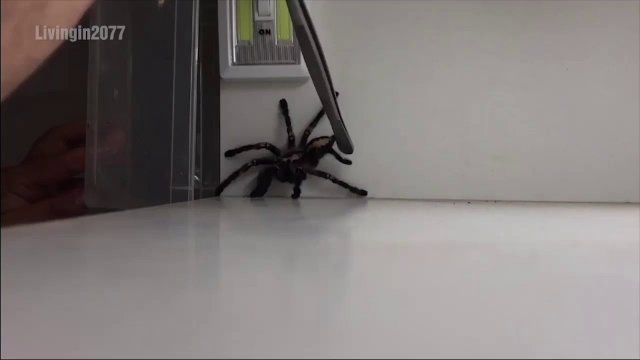Catching a spider. Movie for people with strong nerves