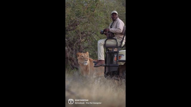 Serious connection between Tracker and young male lion [VIDEO]