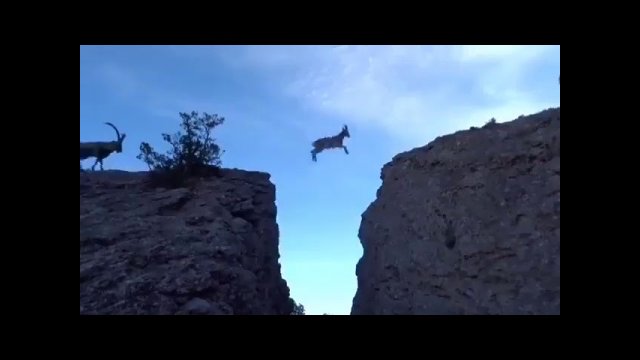 Family of goats jump over gap on mountain