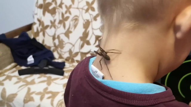 Giant house spider found in child's room