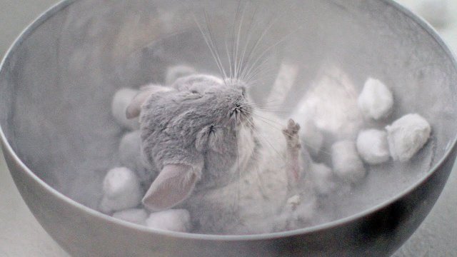 Exfoliating chinchilla dust bath