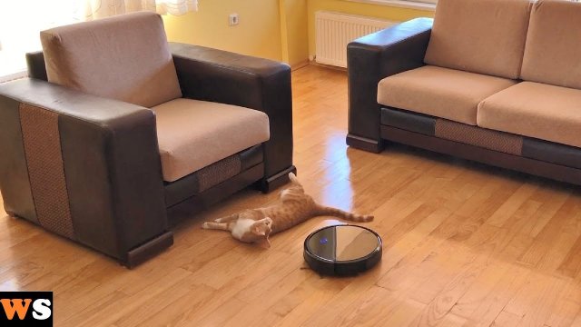 Robot Vacuum Pushes Cat Under Couch! [VIDEO]