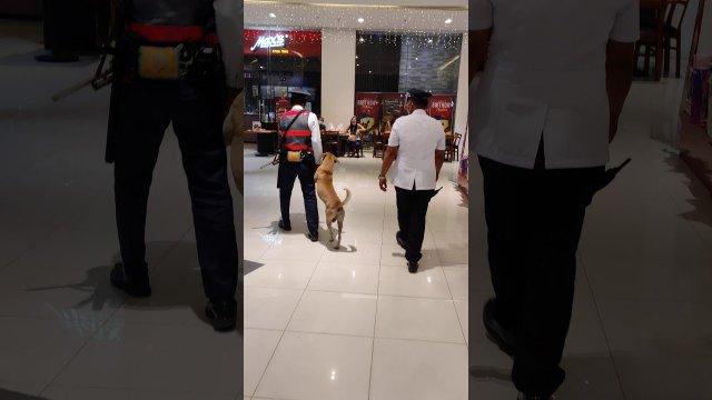 Patient Security Guard Escorts Stray Dog From Mall