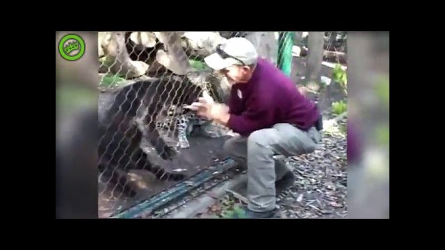 Zookeeper desperately tries to pull finger from claws of black leopard