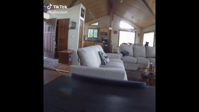 Bear breaking into your house