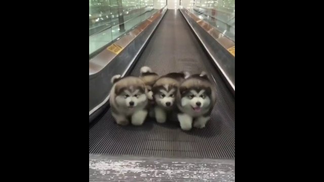 Adorable puppies walking in the rhythm of “Stayin' Alive”