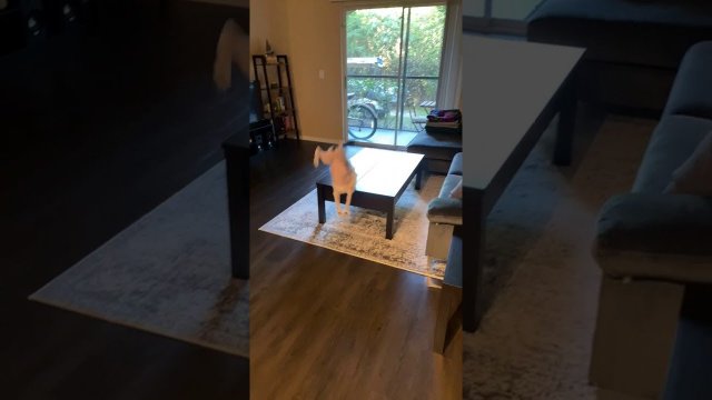 A cat and a head-on collision with a table