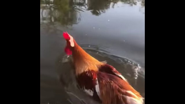 Hens and roosters can swim