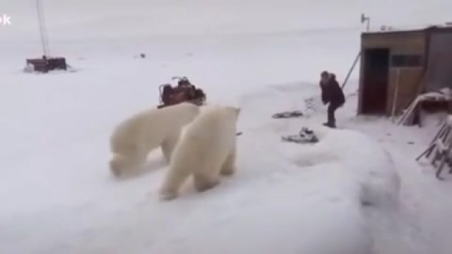 Guy fights off 2 polar bears! [VIDEO]