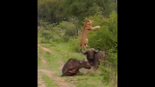 Epic fight: lions vs buffalos