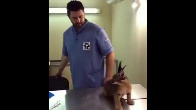 An experienced veterinarian vs caracal! [VIDEO]
