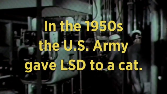 The Famous LSD Cat Experiment