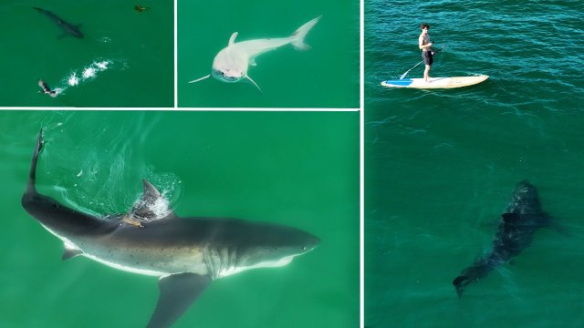 The first ever documented footage of the birth of a Great White! [VIDEO]