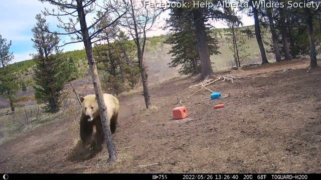 Grizzly Bear Chasing Alberta Wild Horses [VIDEO]