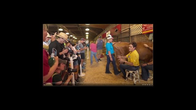 Kari Lake " try to milk a cow & then a bull" [VIDEO]