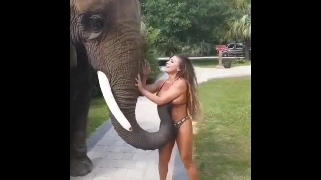 Hilarious moment model gets 'groped' by an elephant on safari