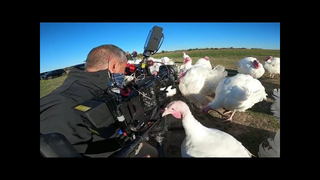 Turkey bites cameraman and other turkeys laugh at him