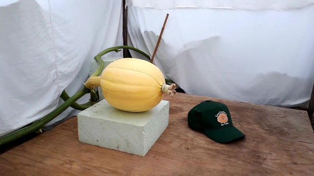 From seed to a 600-kg giant pumpkin!