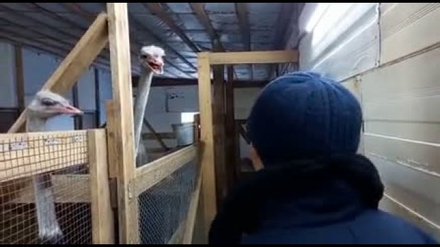 Taming a dangerous ostrich